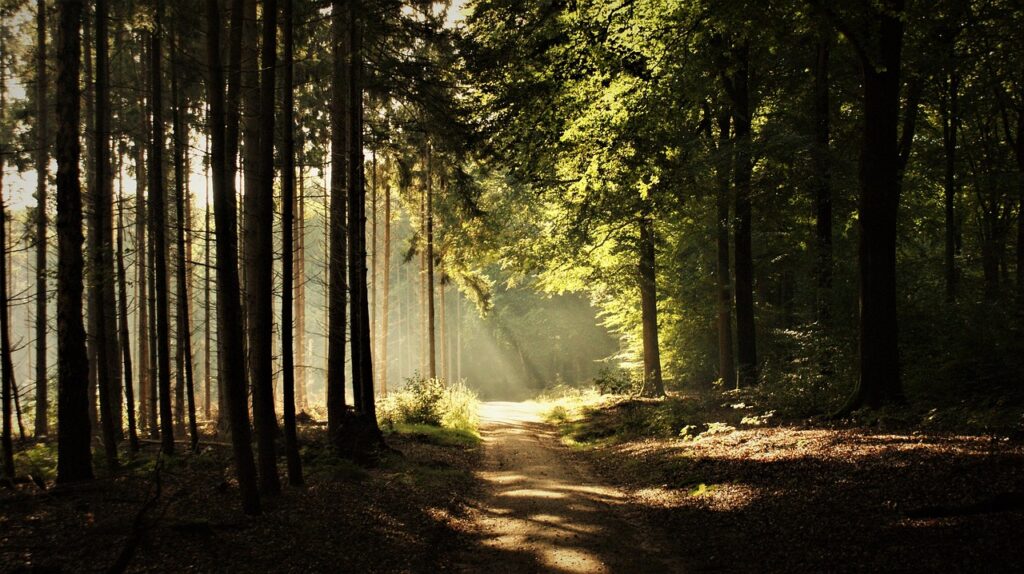 forest path, trees, deciduous trees, sun rays, solar harp, contrast, perspective, conifers, nature, mindful walking, beauty, landscape