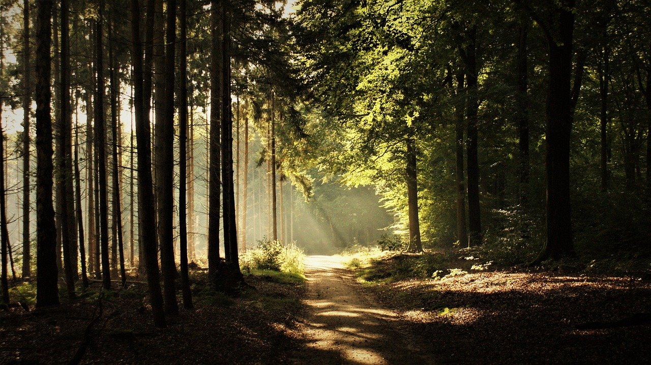 forest path, trees, deciduous trees, sun rays, solar harp, contrast, perspective, conifers, nature, mindful walking, beauty, landscape